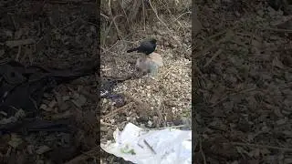 A black finch #short #strange wild life ! natural short video 30 seconds