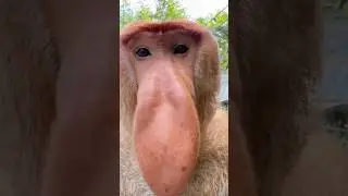 El Mono Con La Nariz M&aacute;s Grande 👃 #shorts #Curiosidades #Animales #MonoNarigudo