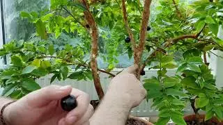 Plinia jaboticaba .mp4