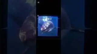 #shark #jaws #themeg #ilovesharks #sharksarecool