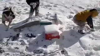 Dog Fails! 2019!