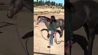 Understanding Mustang's Mental State | Training Wild Mustangs