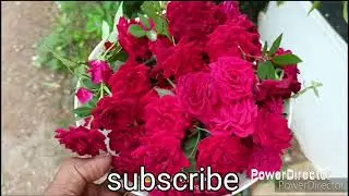 Tips to get more rose flowers in our terrace garden l fertilizer l pesticides 