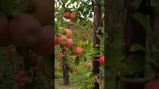 Apple (sev) ki kheti