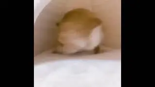 rabbit vine boom