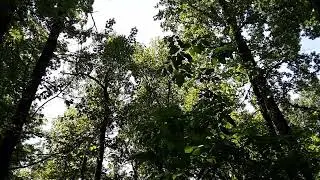Magicicada tredecula calling in Arkansas