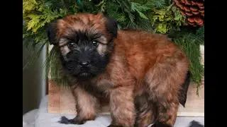 Wheaten Terrier Puppies for Sale