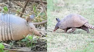 Armadillo - Physical Characteristics - Habitat - Diet - Behavior - 101 Facts #usa  #animal