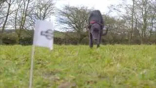 PetSafe&reg; Containment Systems - In-Ground and Wireless Fence Systems