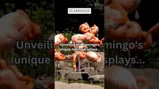 Unveiling the flamingo's unique mating displays    #subscribe #share #shorts
