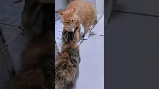 The battle commences #funny #adorable #cats #joy #foryou #compilation