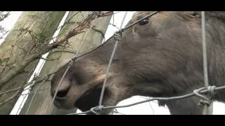 the Canadian Moose - Michael Fromberg