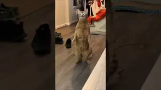 CATS FUNNY CUTE VIDEOS 🐾 0121 #video #cat #funny #cute #kitten
