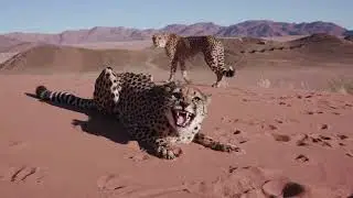 &ldquo;Inside the Wild, Lions, Tigers, Animal life in the Animal Kingdom #wildanimals #AnimalKingdom #wild