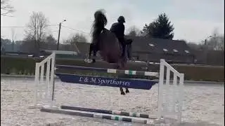 Sold chili 🇨🇱 Jenson x Dersenaat 8 yo mare top amateur horse 👍👌