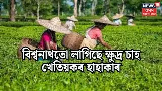 Biswanath Assam Tea Price Decrease : বিশ্বনাথতো লাগিছে ক্ষুদ্ৰ চাহ খেতিয়কৰ হাহাকাৰ | N18V
