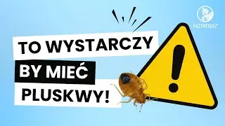 Nie musisz mieć bałaganu, by mieć pluskwy – wystarczy TO jedno miejsce