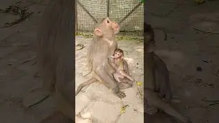 baby monkey feeding milk video #monkeyvideo #bandar #monkey