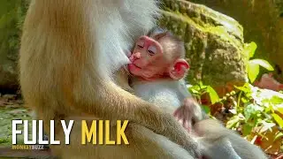 Fully Milk, Mum Rose Always Fully Nursing Little Hybrid Monkey Rex Daily