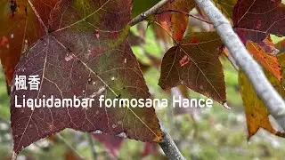 ［認識植物好好玩］「楓香」學名：Liquidambar formosana Hance在苗栗鯉魚潭水庫後池堰生態公園，大蔚阿昌（David Liao)［樹木與葉子的故事］