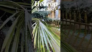 Несебр сегодня 14.01.2025 #nessebar #shorts #snow