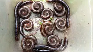 Amazing catching tiny ground worm 🪱 many beautiful red spotted giant millipedes Worms 🐛