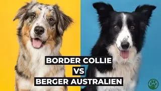 Border Collie OU Berger Australien ? 5 astuces pour ne pas se tromper (+ prévention double merle)