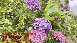 Darjane's Garden(sunflower farm)