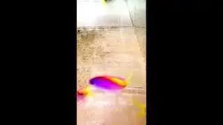 African Evansi Anthias at Sea Dwelling Creatures
