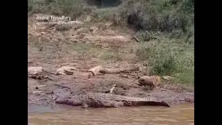 From giant crocodile basking on the riverbanks to elephant herds conquering the currents!