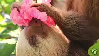 SLOTH HIGH SCHOOL: Orphaned Baby Sloths Journey Back to the Wild
