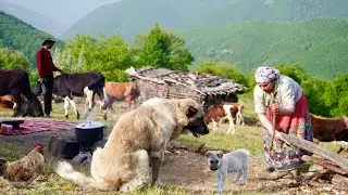 Повседневная жизнь иранских кочевников и изготовление органического сыра из свежего коровьего молока