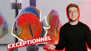 PLANÈTE DISCUS, IMPORTATION ET ÉLEVAGE DE DISCUS PROFESSIONNEL (incroyable)