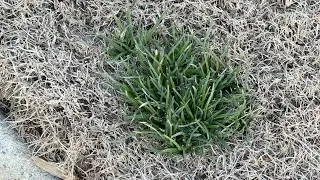 Once the Cold is Gone - Golf Course Lawn - 289