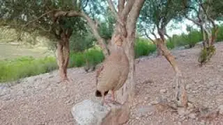 gray francotin  sounds. l   teetar   Awaaz  l#gray #francotin  #desjteetar.   #teetar Awaaz birdsoun