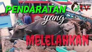 Dijual di PELABUHAN 👉 SAPI, KERBAU, KUDA DARI MADURA