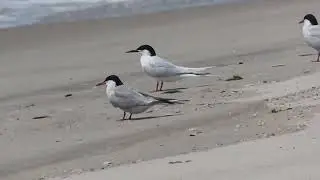 Roseate Tern flying around with Common Terns - Long Island NY