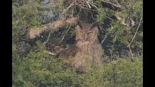 Wildlife of Northern India winter of 2023 4