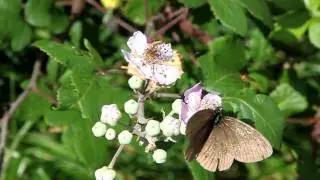 Ringlet butterfly on bramble, Rushbeds Wood, Oxon