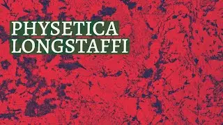 Physetica longstaffi
