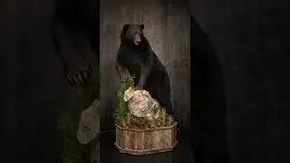 North Carolina Black Bear Taxidermy Mount