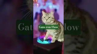 Gato con FLOW #cats #humor #shorts #viralshorts