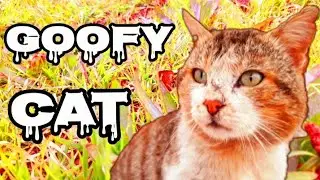 Goofy Cat 
