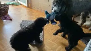 Spiel mit der gro&szlig;en Schwester 🤗#pudel #welpen #hund #hundeblog