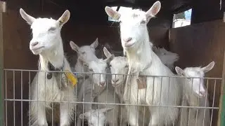 Ziegenschau Urnäsch 2015
