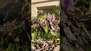 Discovering more early spring crocus at the Kemper Center. Photographed on Film #kodakfilm