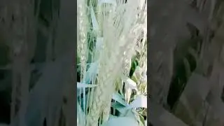 Grain filling stage wheat