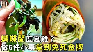 致命警告！蝴蝶蘭度夏，99%的爛根只因“三重殺”，6招破解悶濕連環爛根局|花花世界
