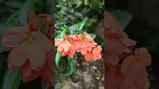 #CrossandraInfundibuliformis #firecrackerflower #firecrackerplant  #floweringplant #Acanthaceae