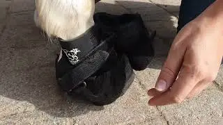 SOS sabots   mettre et enlever une hipposandale Old Macs avec la gu&ecirc;tre